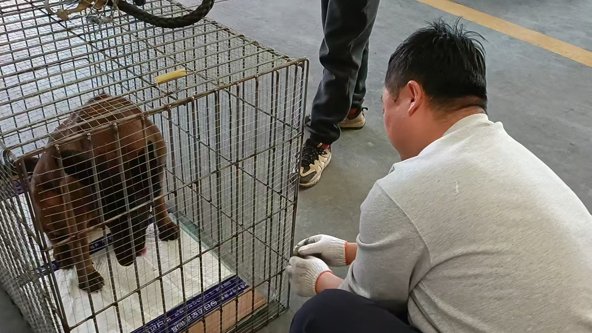 馬犬航空托運(yùn)的打包過(guò)程分享
